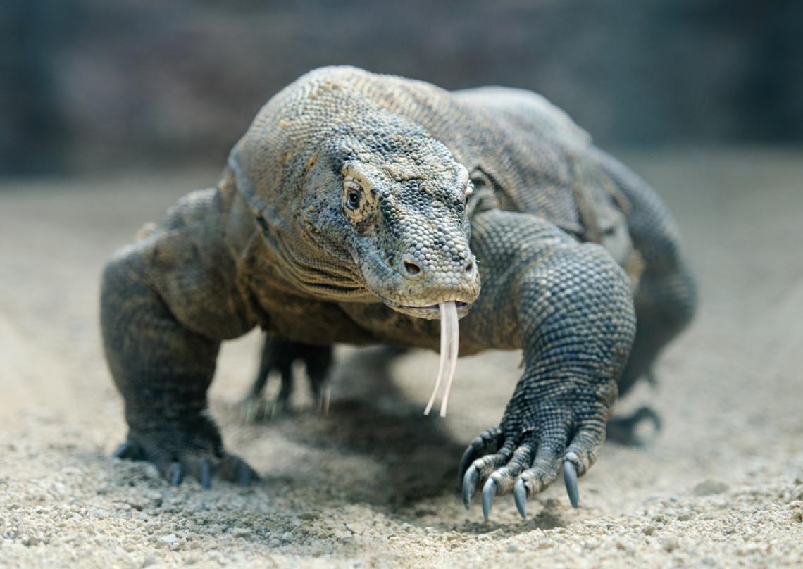 Enormes dragones de Komodo se enfrentan en una pelea por dominancia territorial