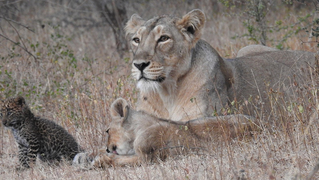 (Fotos)Algo nunca visto: Leona adopta y cría a un pequeño leopardo