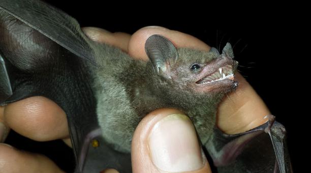 ¿Por qué algunos murciélagos son inmunes al mortal síndrome de nariz blanca?