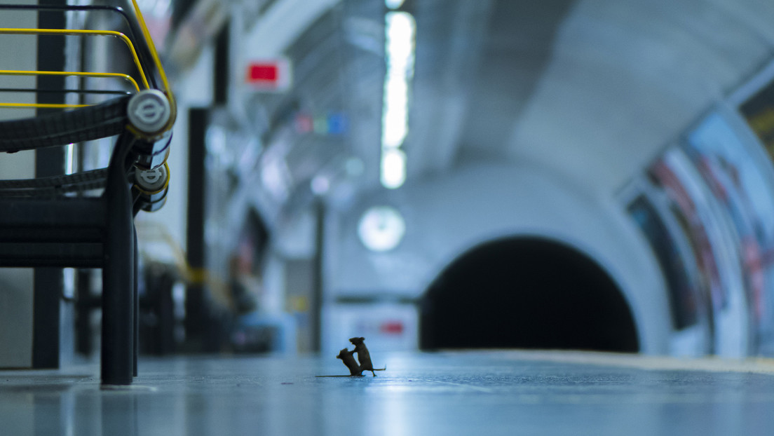 Pelea de dos ratones por unas migas en el metro de Londres