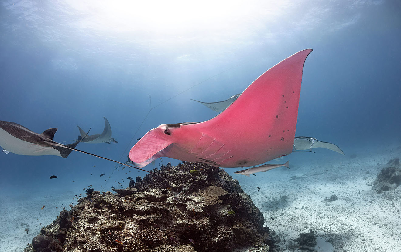 Fotógrafo confirma existencia de la mantarraya color rosa