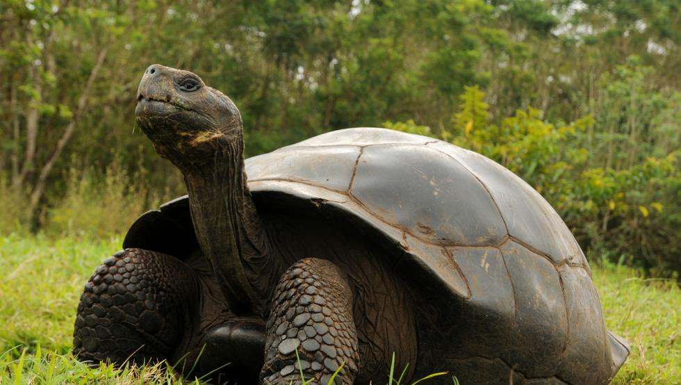 Nuevos fósiles revelan que tortugas gigantes, del tamaño de un automóvil, recorrieron Suramérica