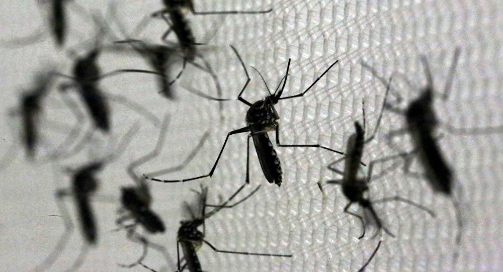 Dengue, la epidemia olvidada que avanza en América Latina