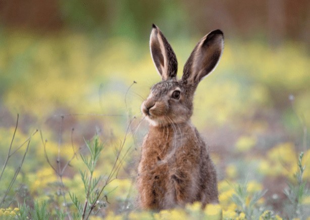 En Italia los conejos ocupan parques que se encuentran solitarios por la pandemia