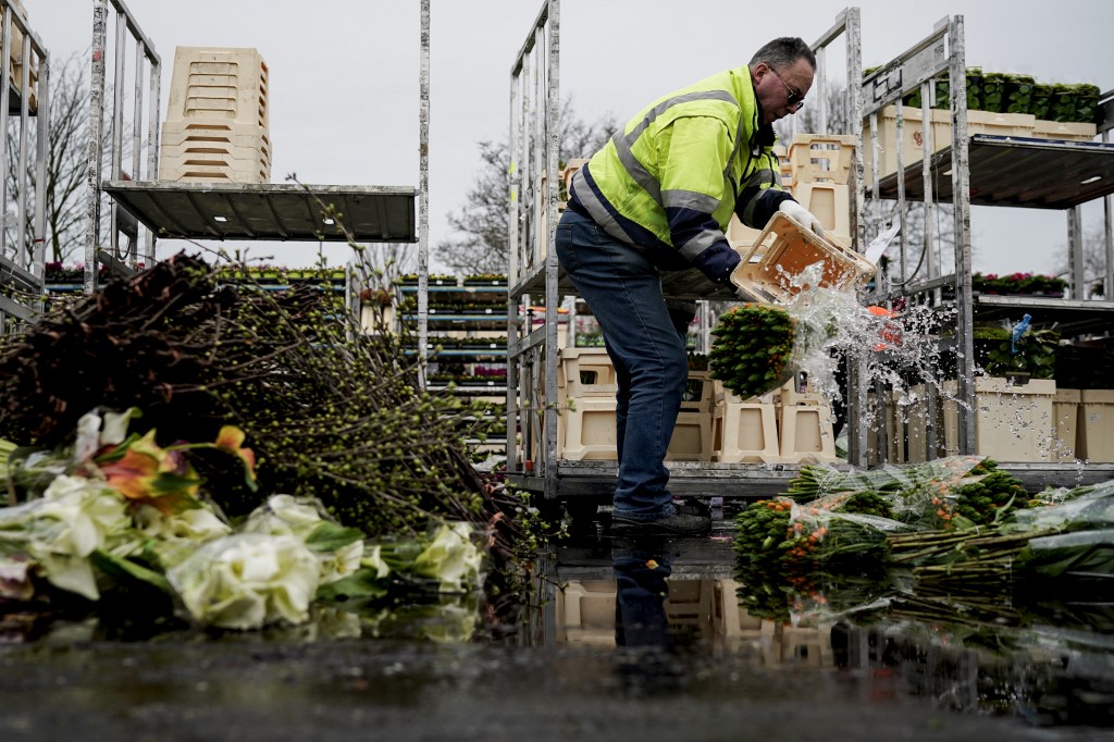 Destruyen montañas de flores en Holanda por el cierre de mercados y comercios