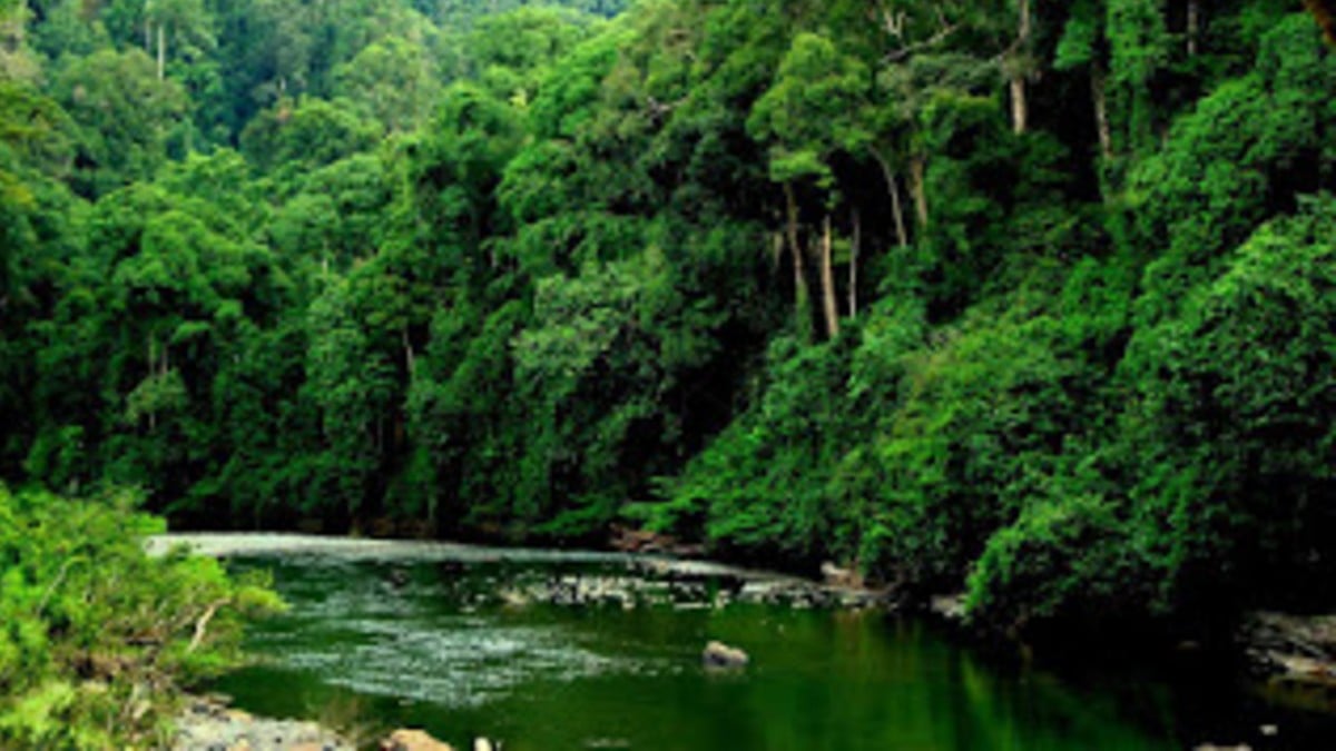 Los bosques tropicales han disminuido su capacidad para absorber dióxido de carbono