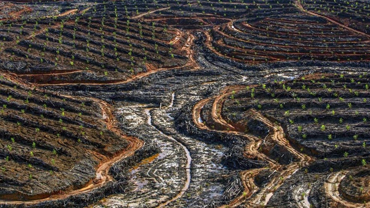 Expertos aseguran que biocombustibles podrían empeorar la deforestación