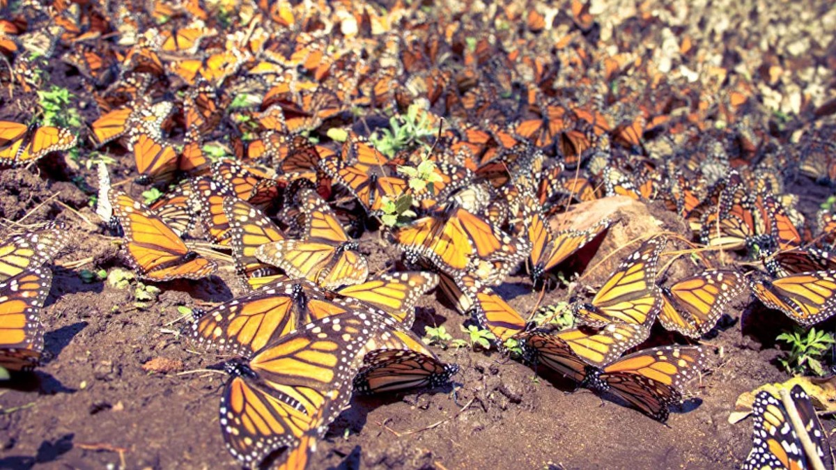 Mariposa Monarca podría desaparecer por el Calentamiento Global