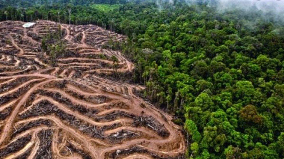Indígenas brasileños denuncian  avance de la tala indiscriminada en la Amazonía