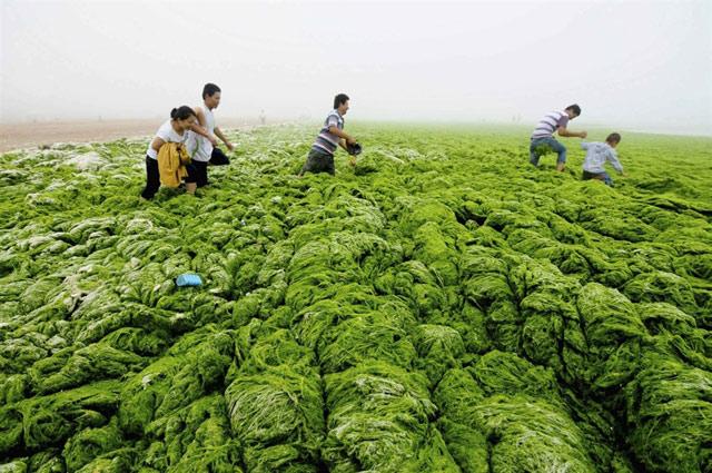 ¡1.000 millones de años! Las algas verdes de China son las más antiguas del planeta