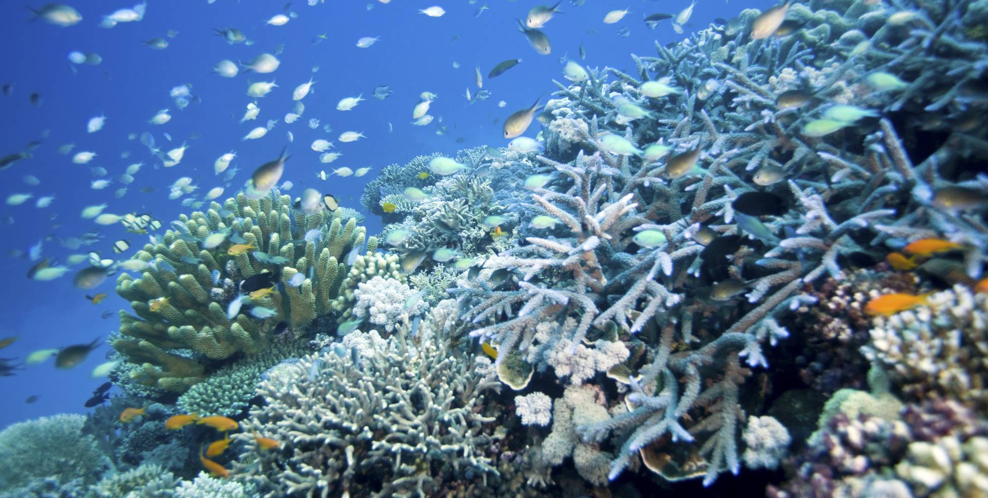 Barrera de Coral australiana sufre un tercer y largo período de estrés por el calentamiento global