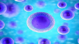 Resultado de imagen de celulas madres