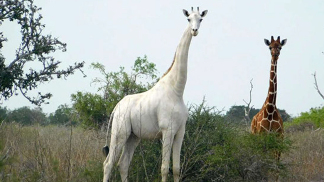 Cazadores furtivos matan a la única jirafa blanca hembra que quedaba en el mundo junto a su cría