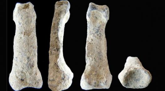 (Video) Un fósil de pez de hace 380 millones de años revela cómo evolucionó la mano humana