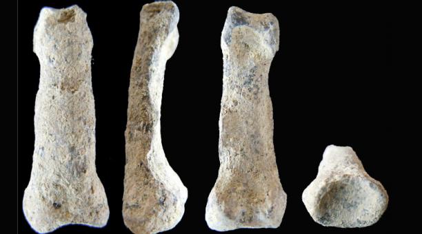 (Video) Un fósil de pez de hace 380 millones de años revela cómo evolucionó la mano humana