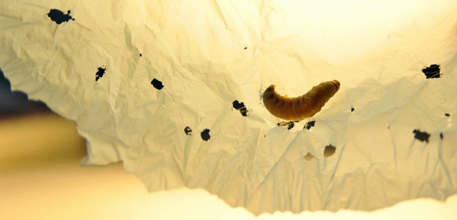 Orugas que comen plástico tienen bacterias que pueden vivir de polietileno más de un año