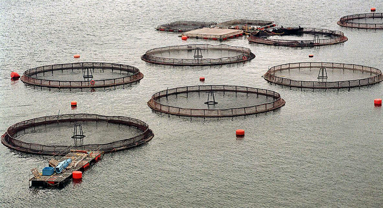 Chiloé: Gobierno y empresas anuncian acuerdo para rebajar número de trabajadores en plantas salmoneras