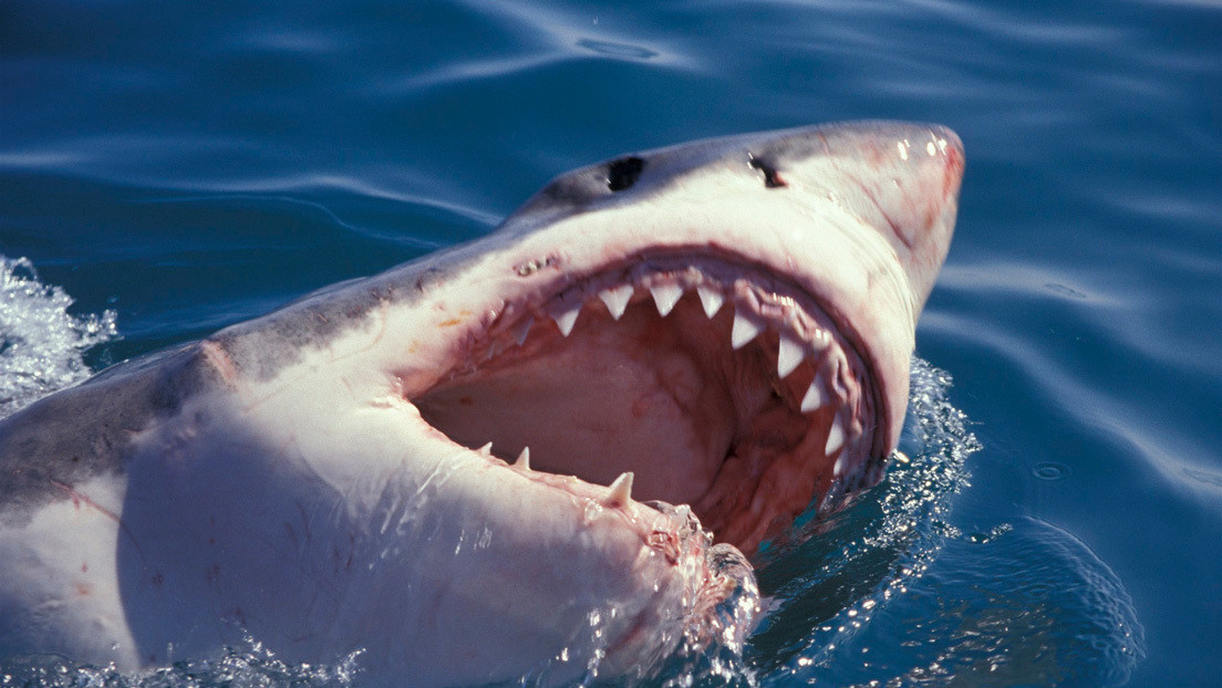 Reaparece Katherine, el enorme tiburón blanco que desapareció de los radares hace un año