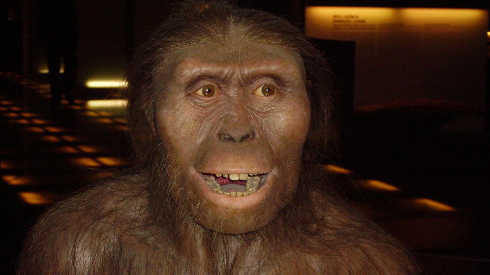 Los homínidos tenían cerebro de simio, pero con crecimiento prolongado