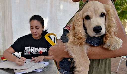 Pandemia: Venezuela no olvida a las mascotas ante el COVID-19