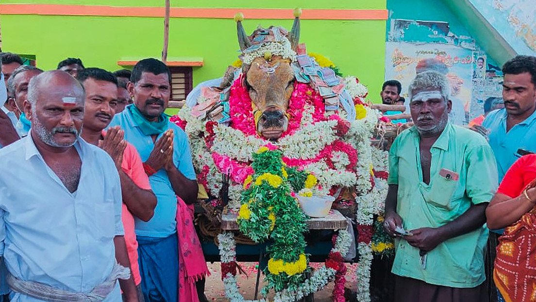 (Video) Unos 200 aldeanos indios desafían la cuarentena para enterrar con honores a un toro