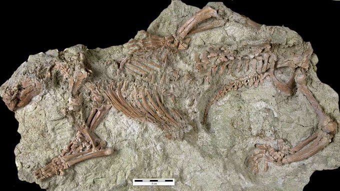 (Fotos) Hallan el esqueleto casi completo de un extraño animal llamado «bestia loca»