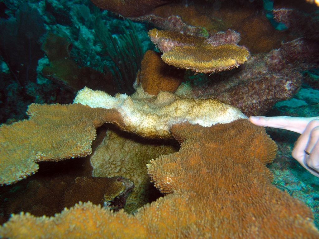 Sobrepesca y contaminación potencian la pérdida de corales en El Caribe