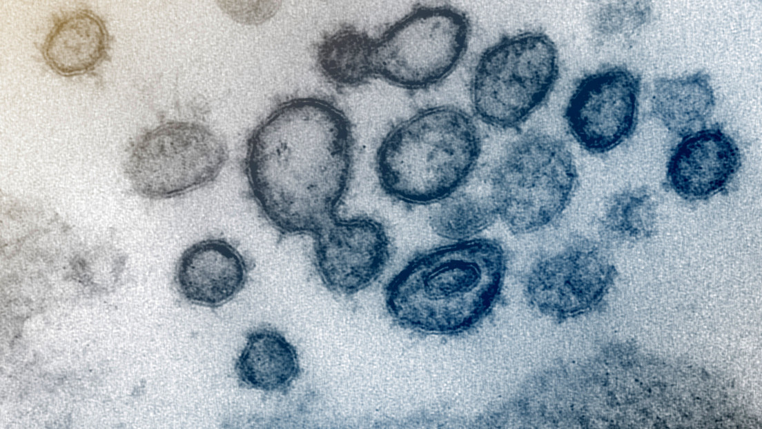 Sistema inmunitario se enfrenta al coronavirus en dos movimientos