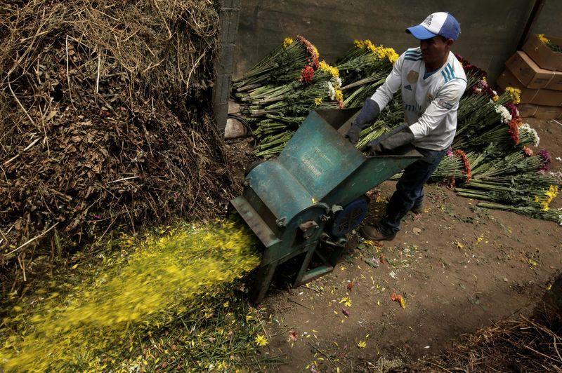 En Costa Rica crisis del coronavirus obliga a la destrucción de toda la producción de flores