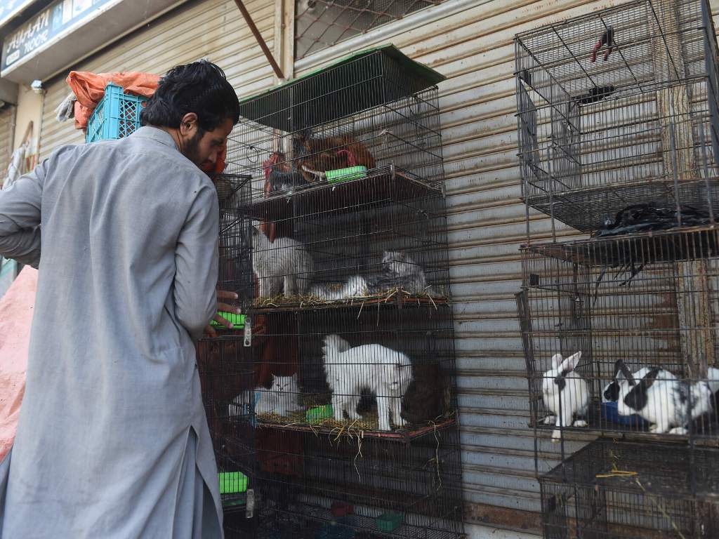 Cientos de perros y gatos son víctimas indirectas del Covid-2019 en Pakistán