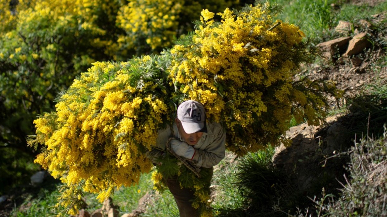 Sequía inesperada impacta a sector agrícola italiano: La primavera más árida en los últimos 60 años