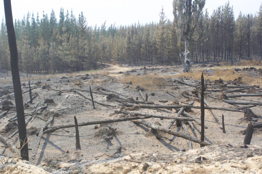 Lluvia extinguió el megaincendio forestal de Molina: Duró 72 días y afectó 13.800 hectáreas