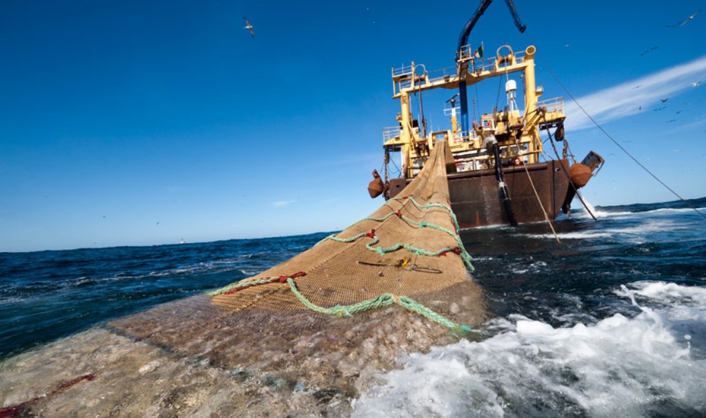 En medio de crisis por Covid-19 Gobierno autorizó a industria pesquera a elaborar harina y aceite de pescado con especies para consumo humano