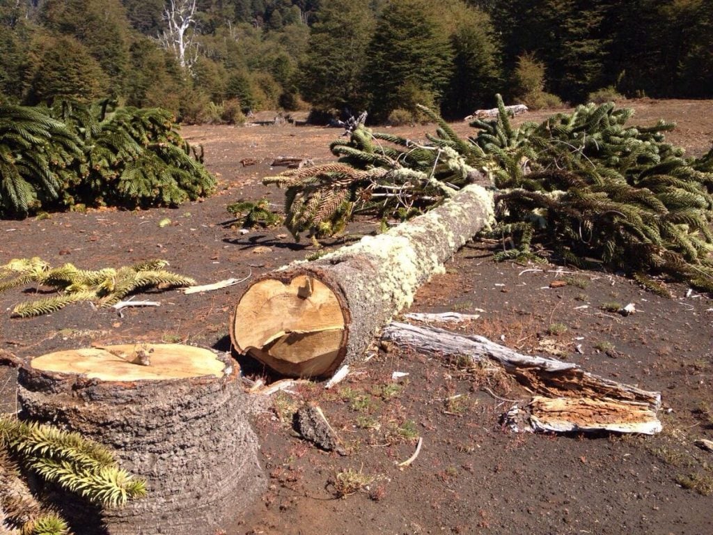 Brasil incauta el mayor cargamento de madera producto de tala ilegal en la Amazonía