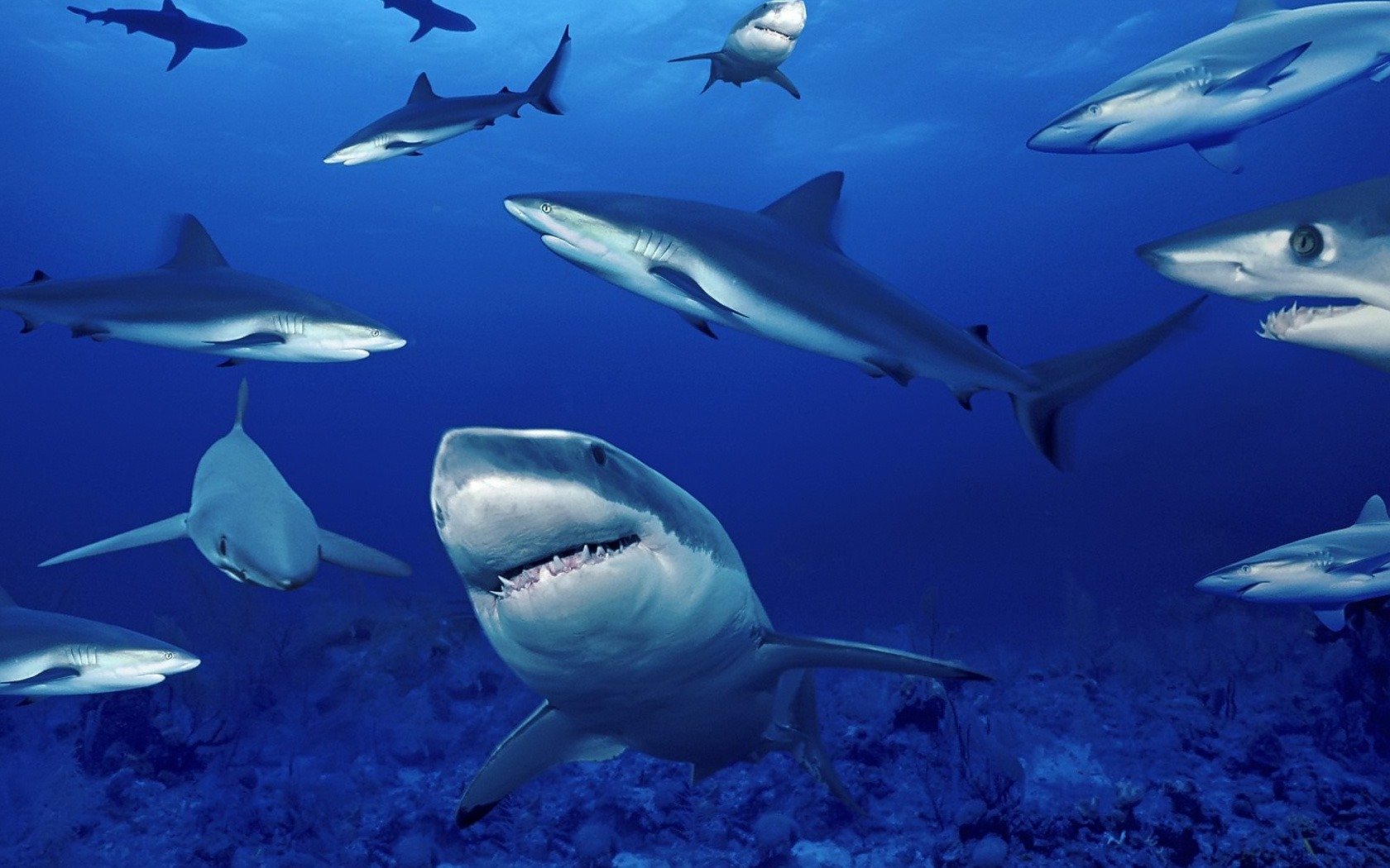 Tiburones usan el campo magnético de la Tierra para sus migraciones