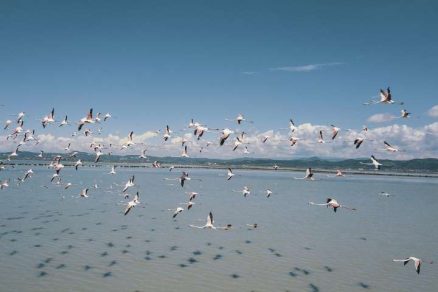 Un espectáculo de colores el retorno de flamencos a la laguna de Narta en Albania