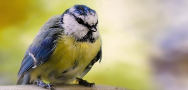 Rara enfermedad ha matado a más de 18.000 pájaros en países centroeuropeos