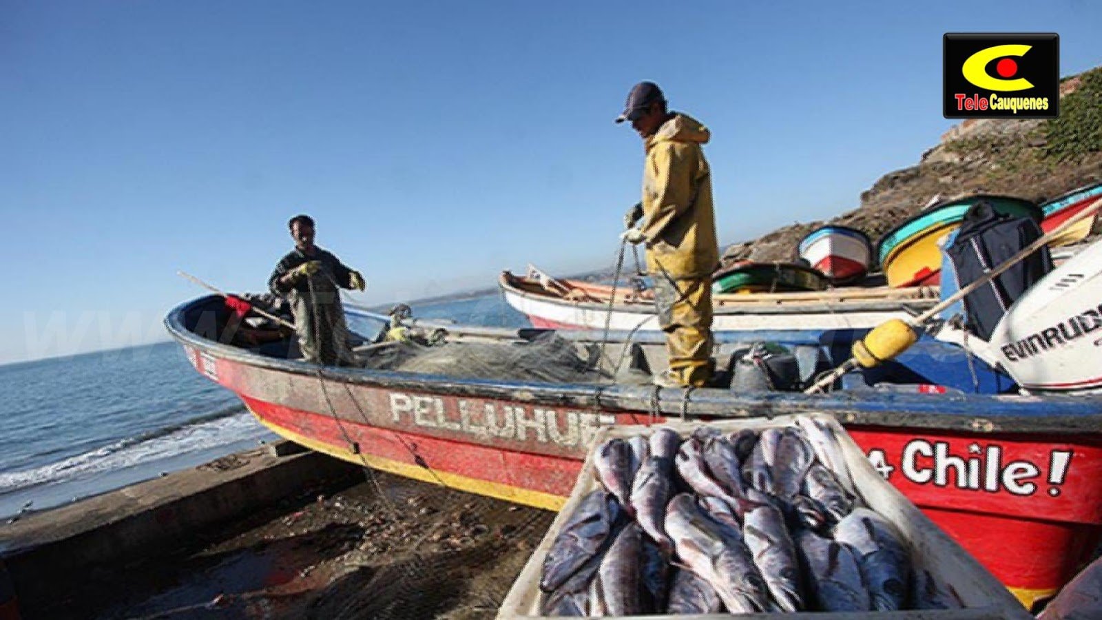 Nuevo estudio sobre consumo de productos del mar en la población: Chile sigue mostrando bajos índices