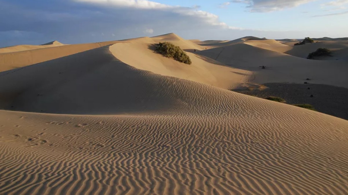 (Fotos) La ausencia de turistas por la pandemia juega a favor de las dunas de Maspalomas en España