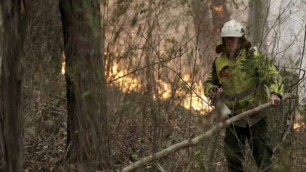 Primer Ministro de Australia asigna 129 millones de dólares en plan para recuperación de la vida silvestre tras graves incendios forestales