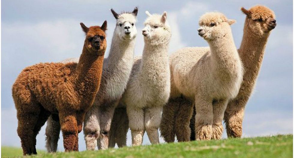 Perú prueba vacuna contra el covid-19 en alpacas