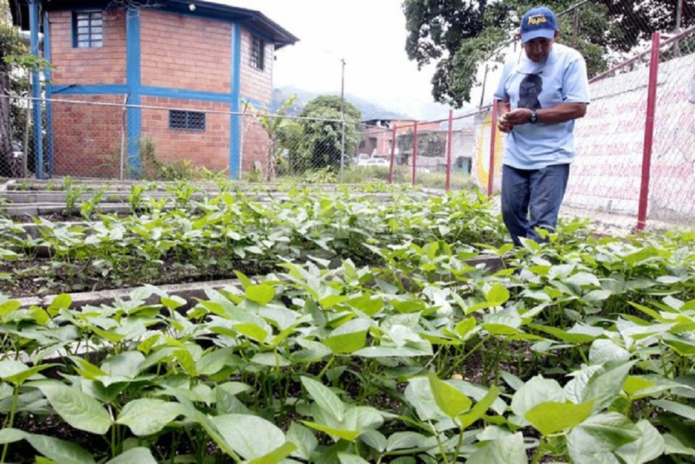 Gobierno venezolano trabaja para garantizar producción agrourbana de alimentos