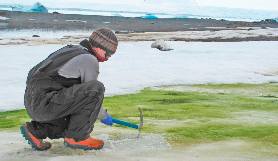 Una ‘nieve verde’ amenaza con cubrir la costa de la Antártida