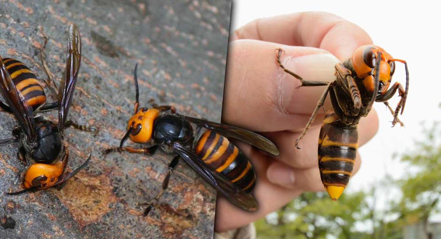 En EE.UU. crece el pánico por los avispones ‘asesinos’ y matan innecesariamente a las abejas