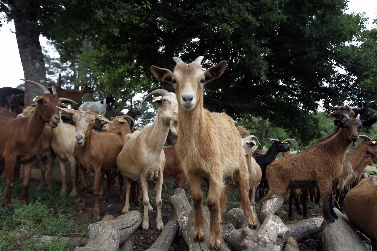 Cientos de cabras aprovechan la cuarentena para invadir un barrio de California