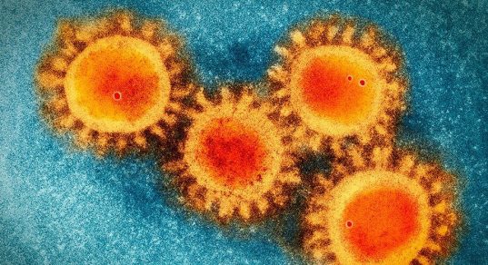 Científicos aseguran que estas son las personas con anticuerpos capaces de neutralizar el COVID-19