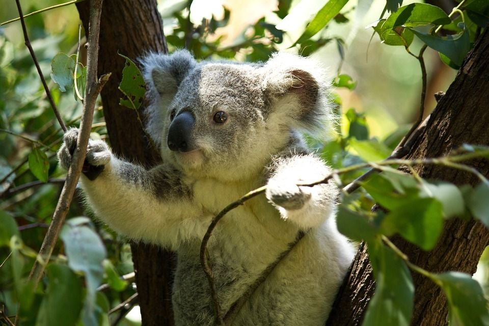 ¿Cómo se mantienen hidratados los koalas?