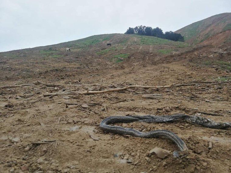 Estudio señala que cambios de uso de suelo y plantaciones forestales alteraron el ciclo del nitrógeno en Chile