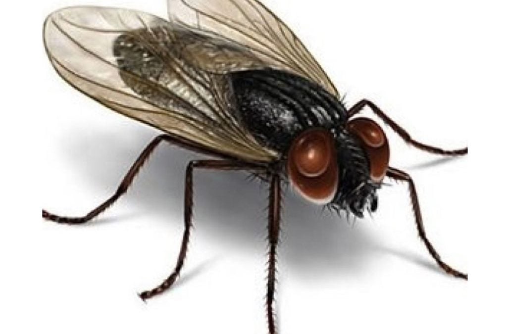 Las moscas están construyendo sus refugios con microplástico Animales