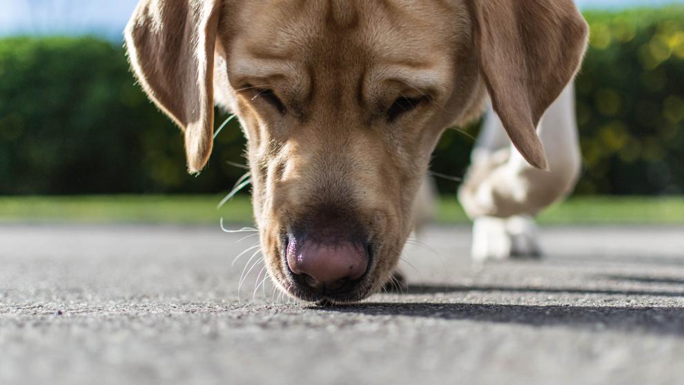 Perros al rescate ¿Son capaces de detectar el coronavirus con su olfato?